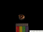 L_V22d6767 J3q342.1 Tx05 dM sh f258.JPG